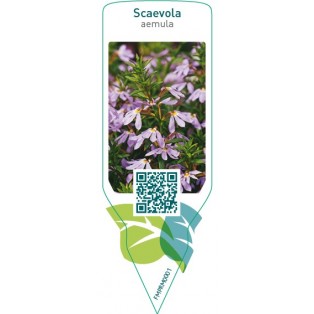 Scaevola aemula