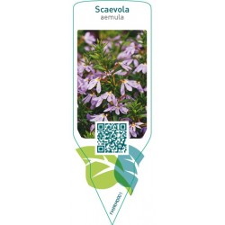 Scaevola aemula