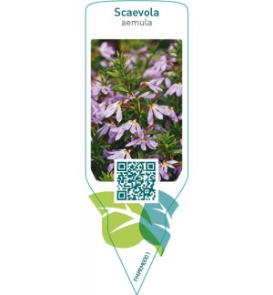 Etichette di Scaevola aemula *