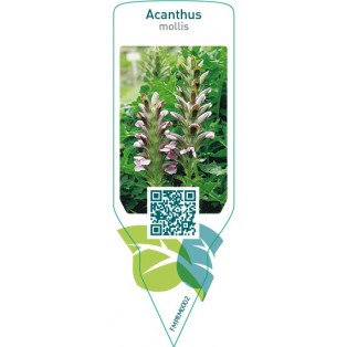 Acanthus mollis