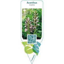 Acanthus mollis