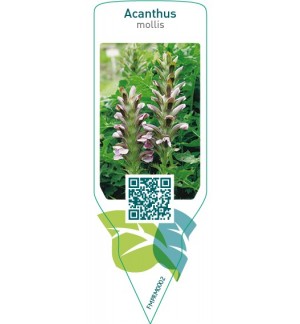 Etichette di Acanthus mollis *