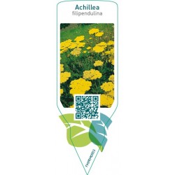 Achillea filipendulina  yellow