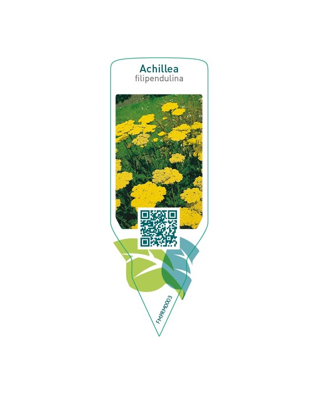 Achillea filipendulina  yellow
