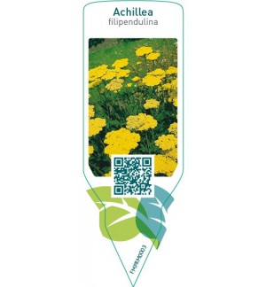 Etichette di Achillea filipendulina  yellow *