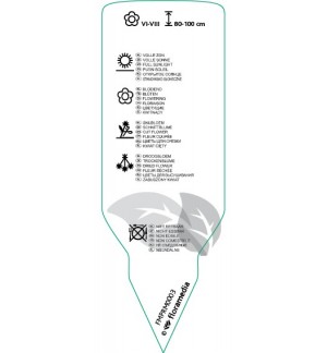 Etichette di Achillea filipendulina  yellow *