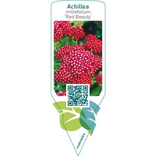 Achillea millefolium ‘Red beauty’