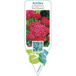 Achillea millefolium ‘Red beauty’