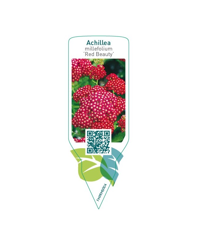 Achillea millefolium ‘Red beauty’
