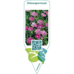 Osteospermum
