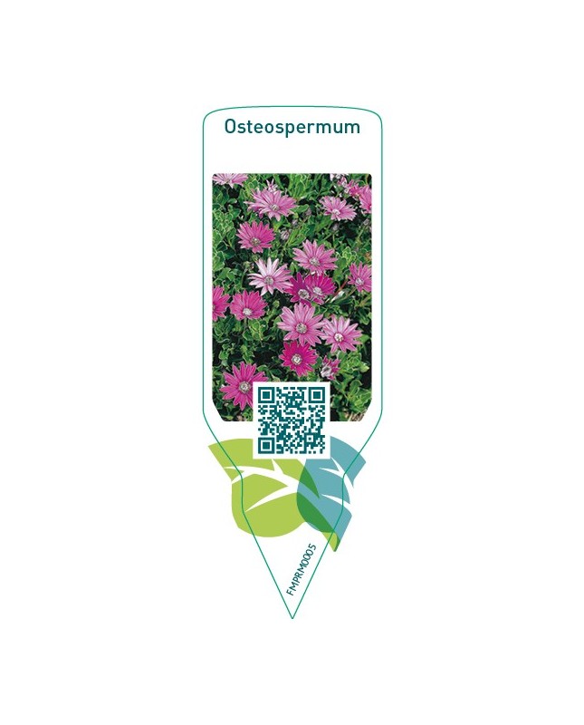 Osteospermum