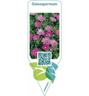 Etiquetas de Osteospermum  *