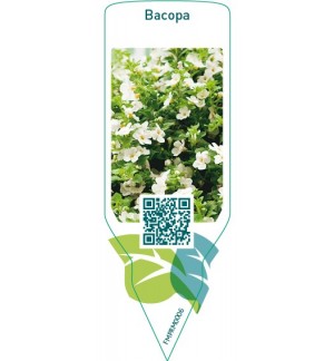 Bacopa