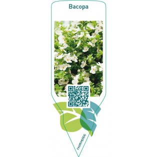 Bacopa