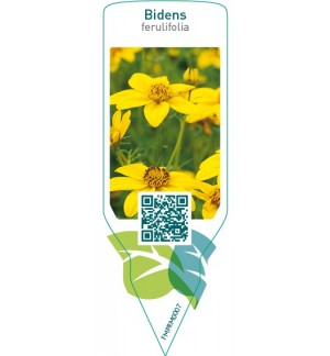 Etichette di Bidins ferulifolia *