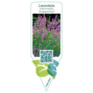 Lavandula intermedia ‘Grappenhall’