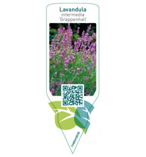 Etiquetas de Lavandula intermedia ‘Grappenhall’ *