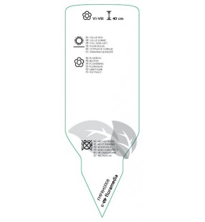 Etichette di Lavandula intermedia ‘Grappenhall’ *