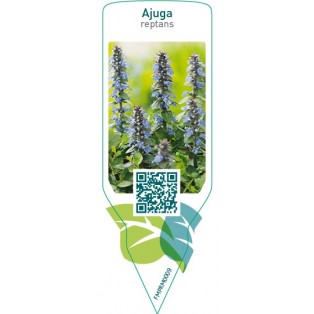 Ajuga reptans