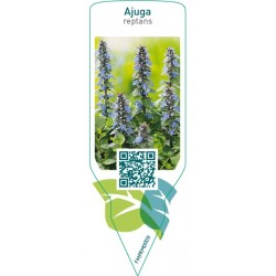 Ajuga reptans