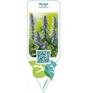 Etichette di Ajuga reptans *