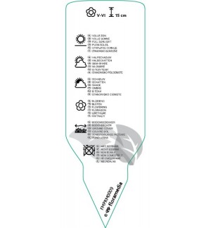 Etichette di Ajuga reptans *