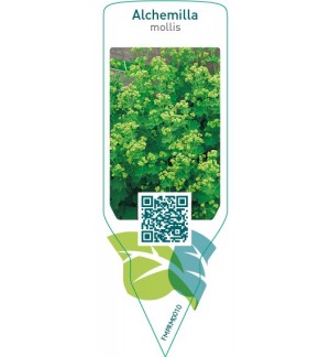 Alchemilla mollis  yellow