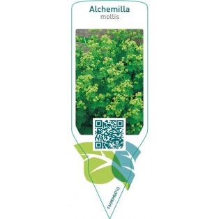 Alchemilla mollis  yellow