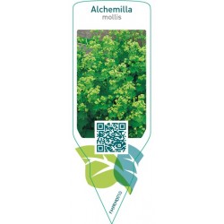 Alchemilla mollis  yellow