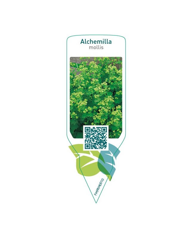 Alchemilla mollis  yellow