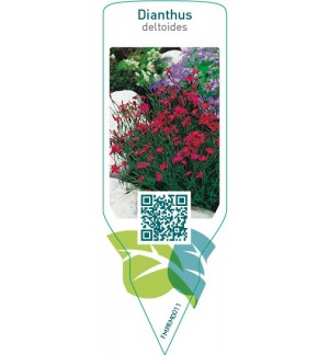 Dianthus deltoides  red