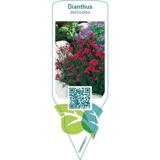 Dianthus deltoides  red