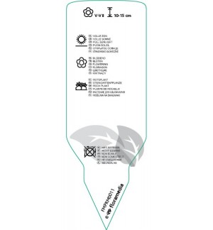 Etichette di Dianthus diltoidis  red *
