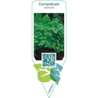 Coriandrum sativum (coriander)
