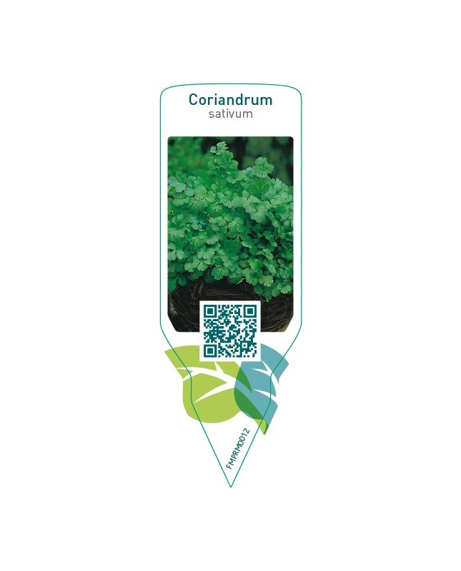 Coriandrum sativum (coriander)