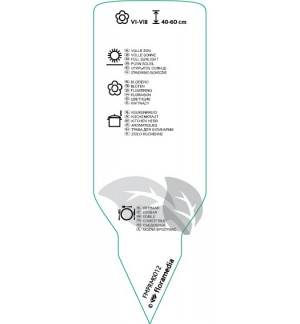 Etichette di Coriandrum sativum (coriandir) *
