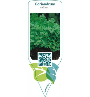 Etichette di Coriandrum sativum (coriandir) *