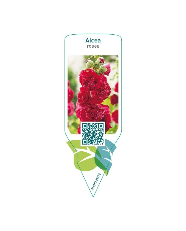 Alcea rosea  red