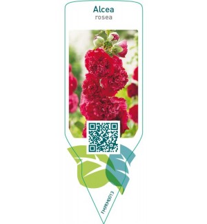 Etiquetas de Alcea rosea  red *