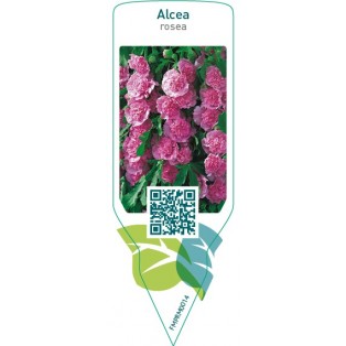 Alcea rosea  pink
