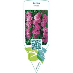 Alcea rosea  pink