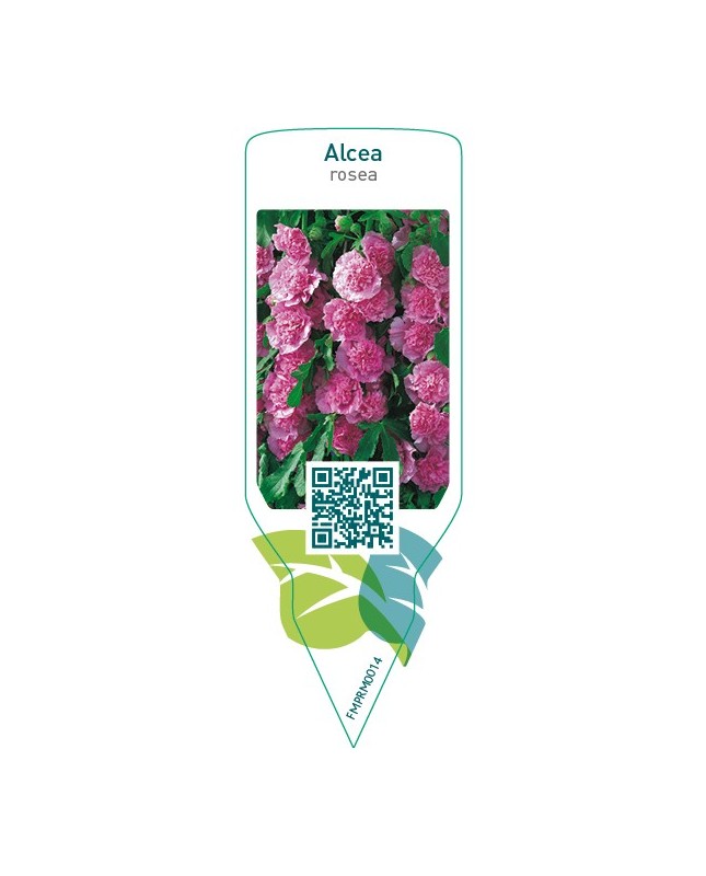 Alcea rosea  pink