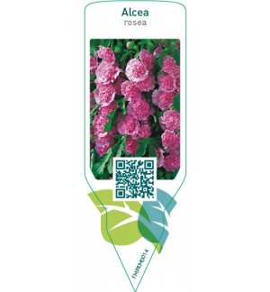 Etiquetas de Alcea rosea  pink *