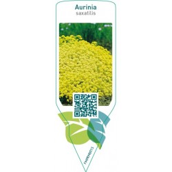 Aurinia saxatilis  yellow