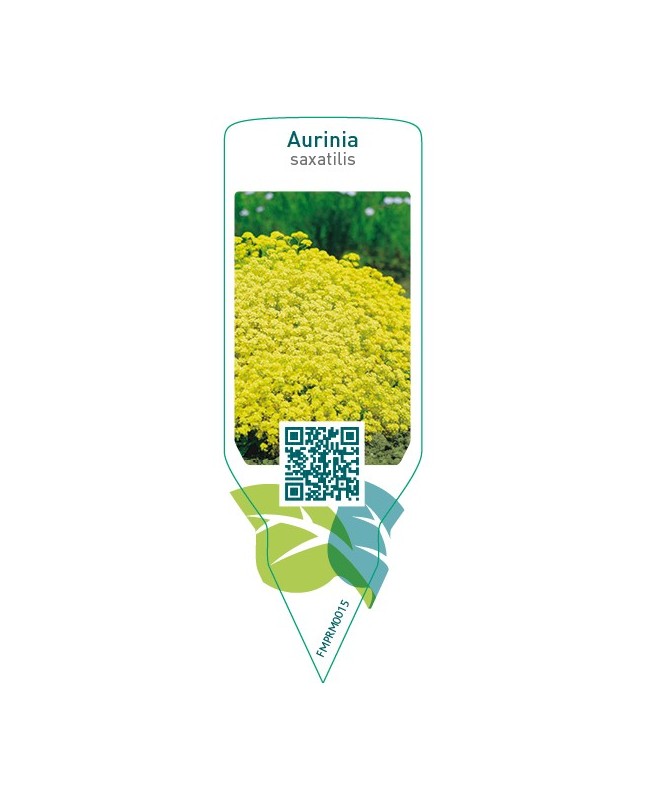 Aurinia saxatilis  yellow