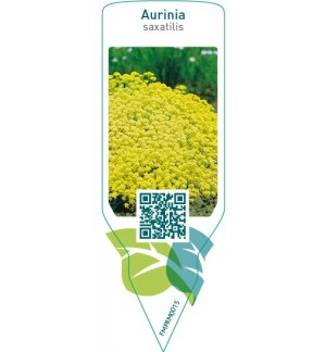 Etiquetas de Aurinia saxatilis  yellow *