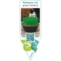 Cat grass