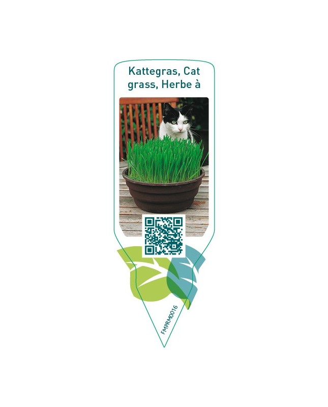 Cat grass