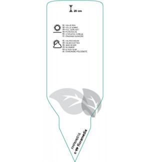 Etichette di Cat grass *