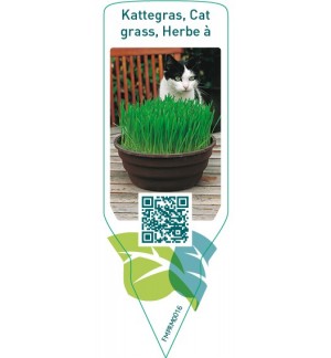 Etichette di Cat grass *